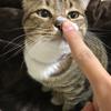 れにのふ
