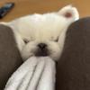 ぴろふみ