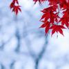 kusuki_momiji