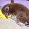ちゃびきち