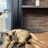 Milk cake