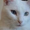 猫天使ルチル