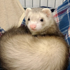 Dyki01