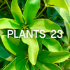 PLANTS_23bk