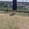 tbetcom