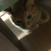 はがね9