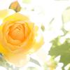 sunnyparis888