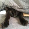 黒猫クリエイト