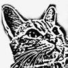 猫的企画