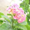 紫陽花の桃