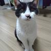 ゴロゴロ猫