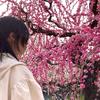 桜ふぶき