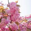 honokichi