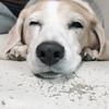 ゆき　愛犬、愛猫の悩み一緒に考えます