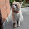 たかtone