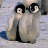 校閲ペンギン