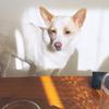 エムミヤモト