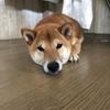 シナチク