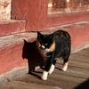 よいのねこ