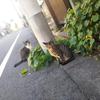 るぬあ0830