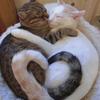 catlove1977