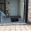 近所のくろねこ