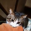 棗田 あかり