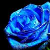 ブルーローズの花言葉