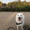 46inu