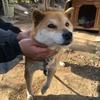 柴犬にゃん