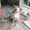 dog_is_god