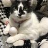 猫好きの伊織