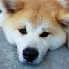 飽きた犬