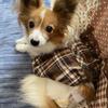 ぴようさぎ