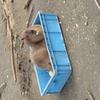 じょに