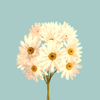 ラナン・ルーナ