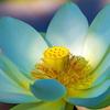 Isis Blue Lotus