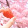桜咲苺