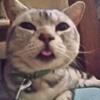 猫天使戦士