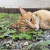 コむぎこ