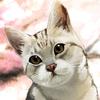 黒猫と
