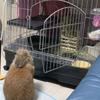 恋愛王