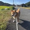 とことこあんず