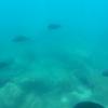 Atoma_レムリアの魂_なつき