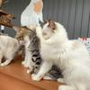 あほちゃん