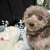 らふらふ貴美笑