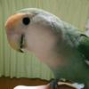 あっぱれ☆