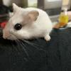 ももめろちやん