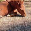 パンダこっこ