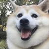 わしぽん